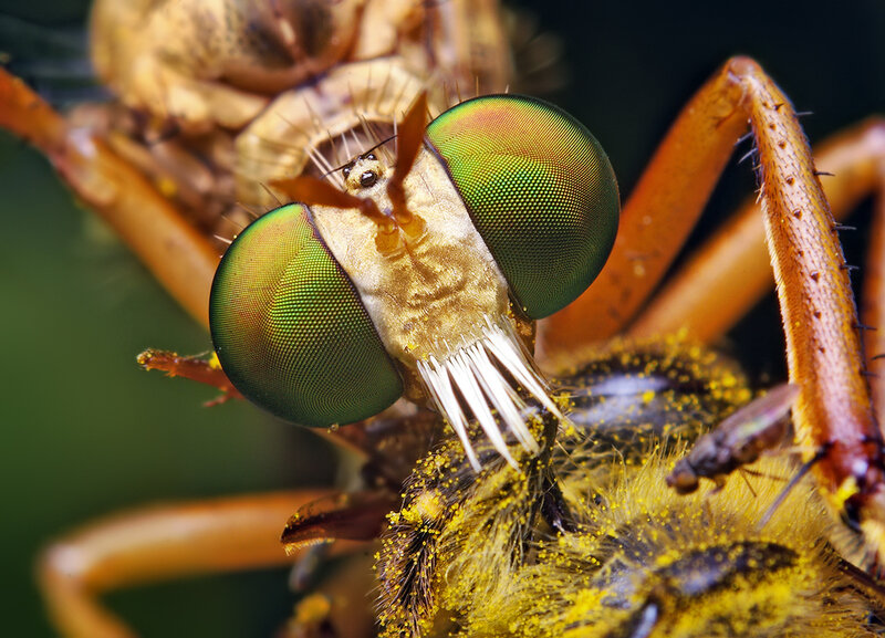 Close-up of a robber fly
