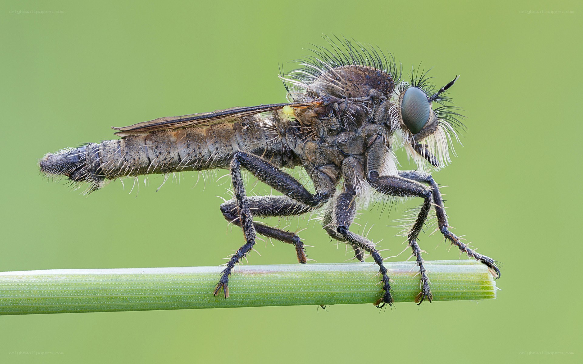 close-up of a robber fly