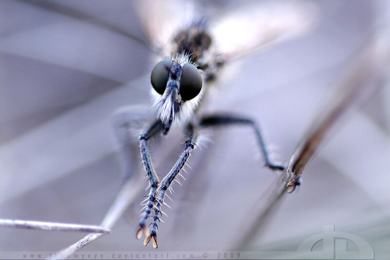 Close-up of a Robber Fly — Gray