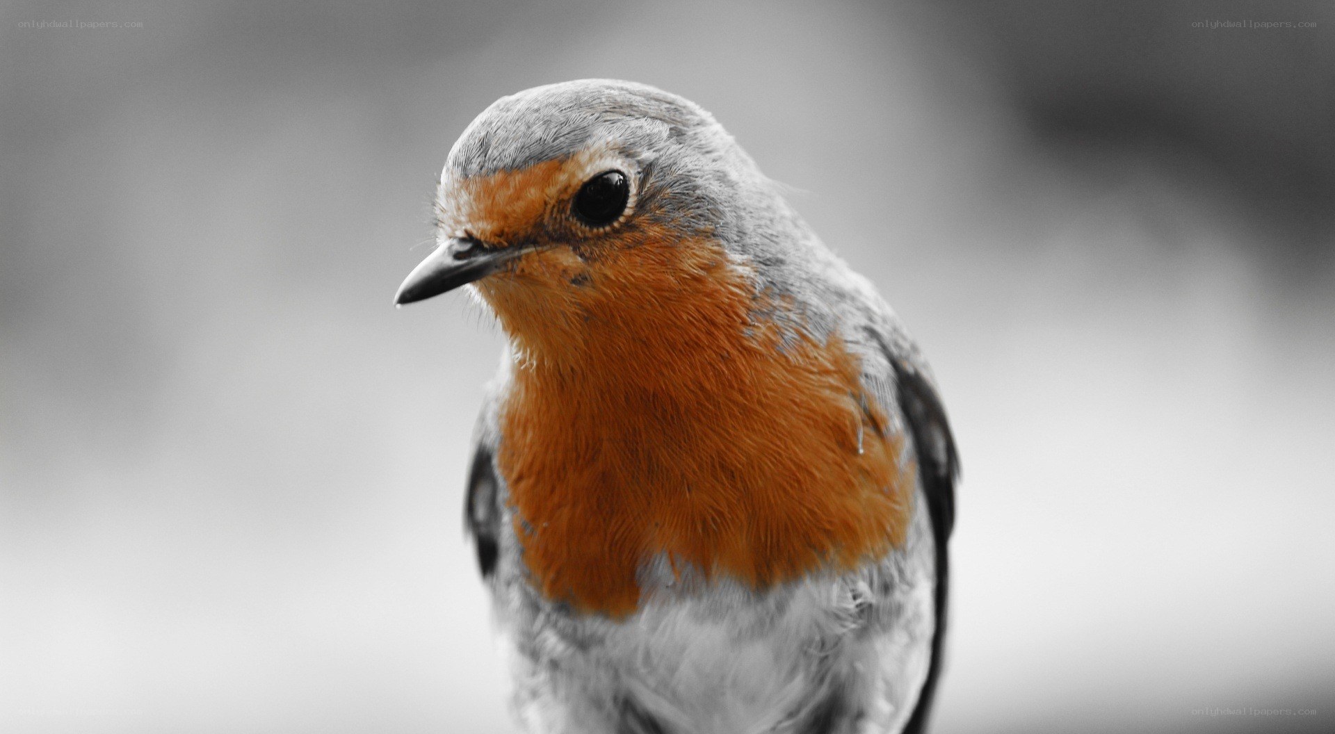 close-up of a robin