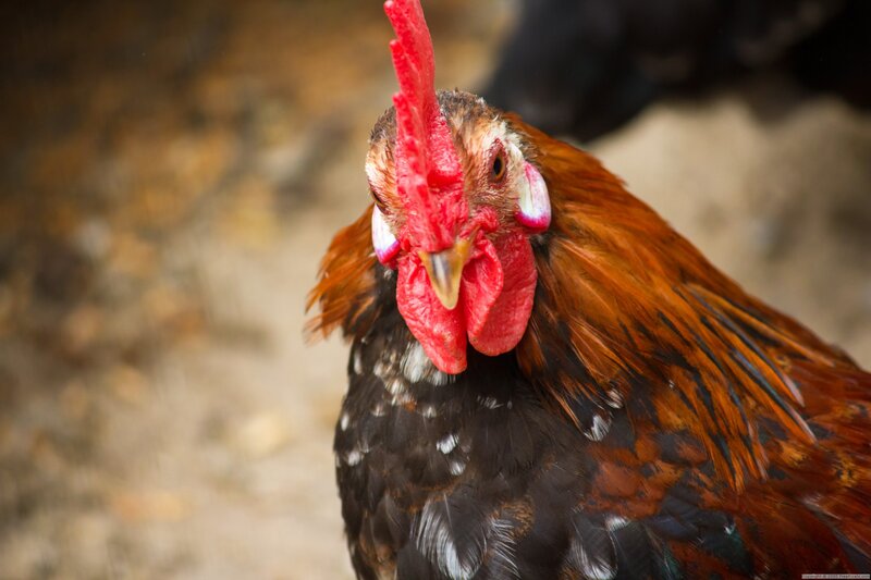 close-up of a rooster