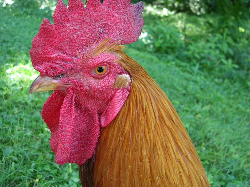 close-up of a rooster