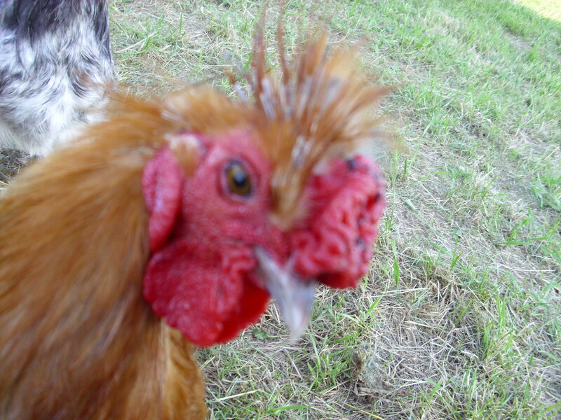 Close-up of a Rooster — Red, Curious
