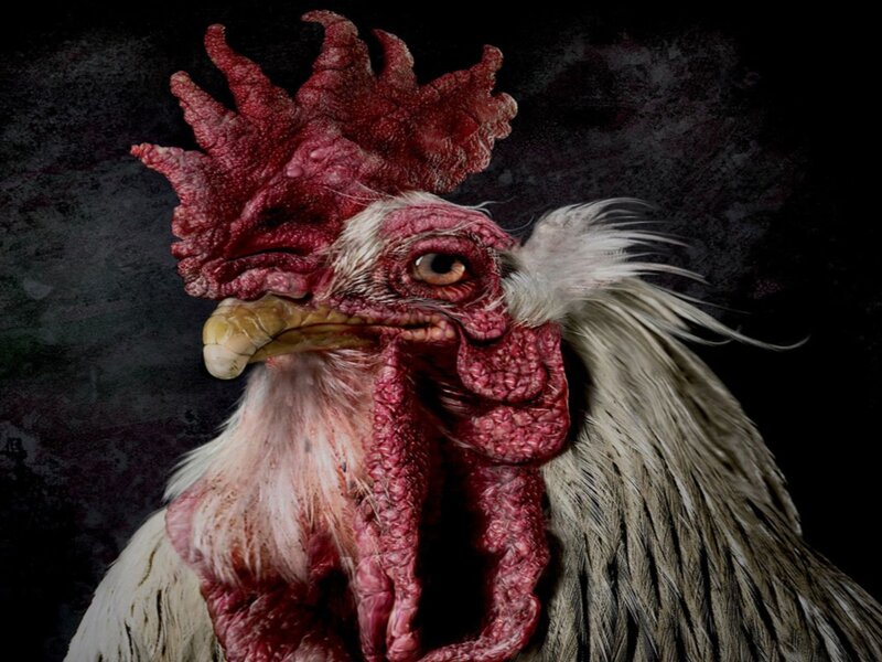Close-up of a Rooster — Red