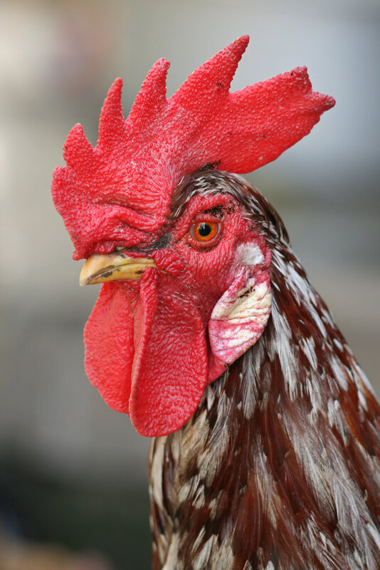 close-up of a rooster's head