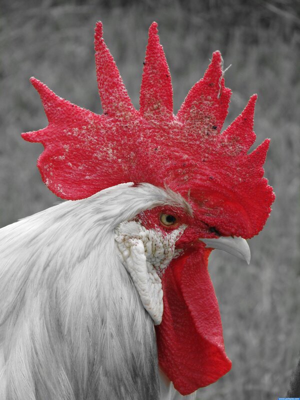 close-up of a rooster's head