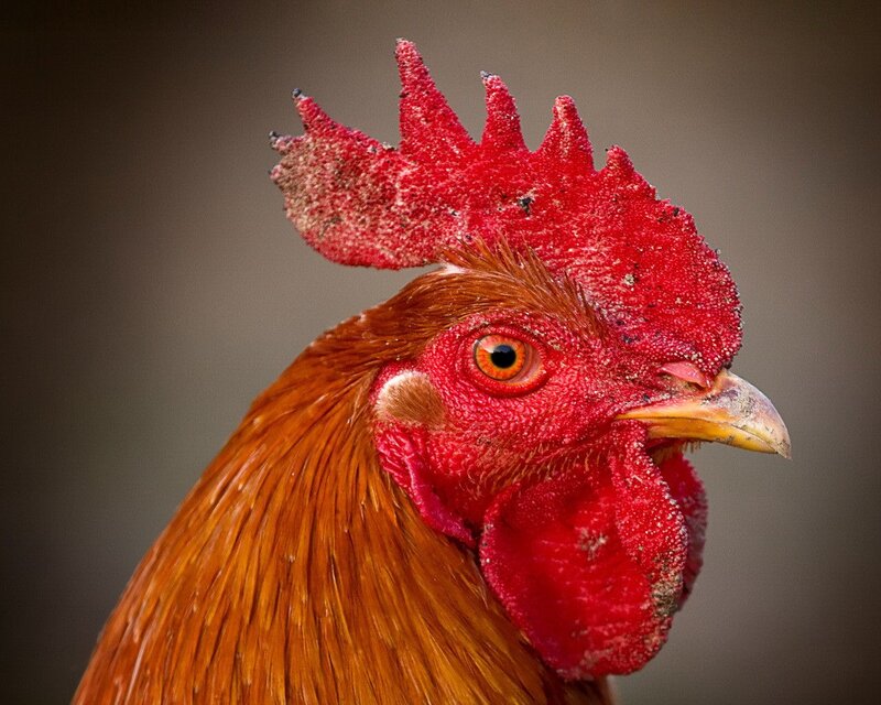 close-up of a rooster's head