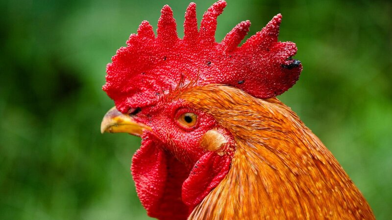 Close-up of a rooster's head
