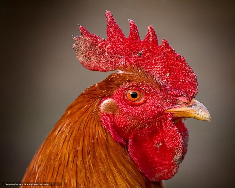 close-up of a rooster's head