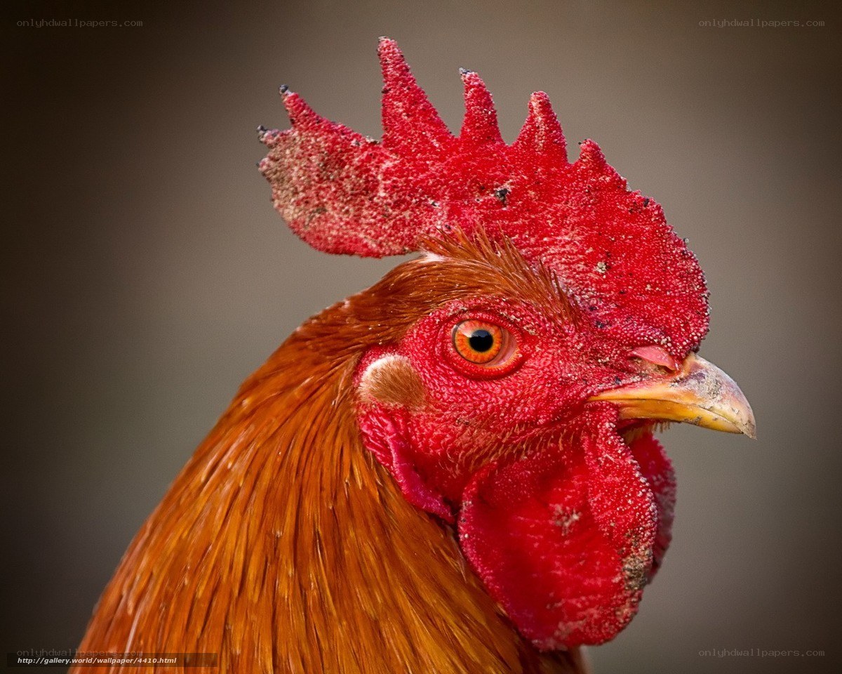 close-up of a rooster's head