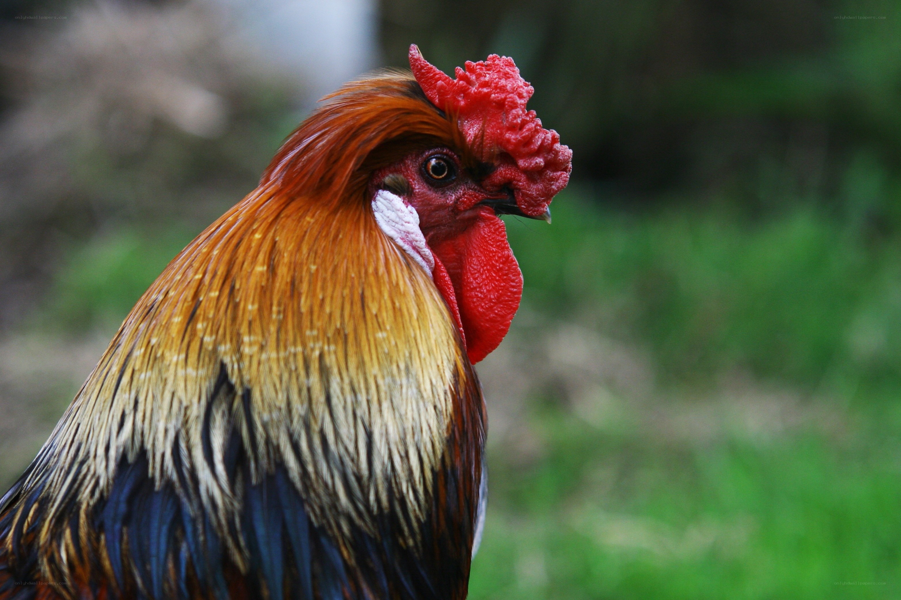 close-up of a rooster