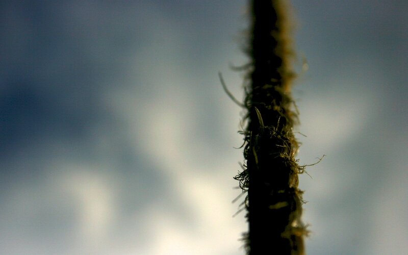 close-up of a rope against sky