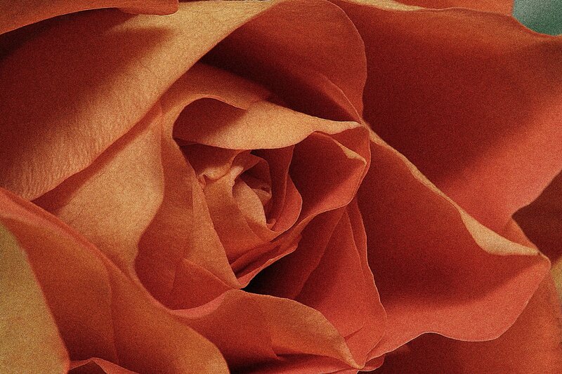 Close-up of a rose