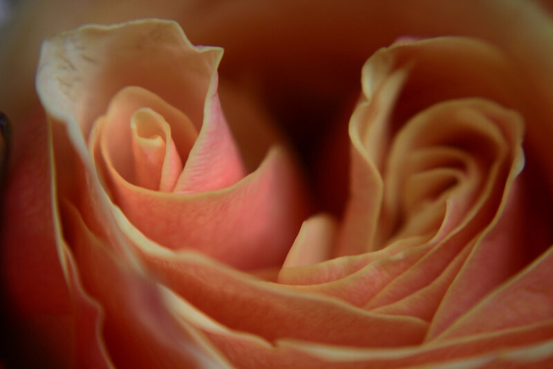 close-up of a rose