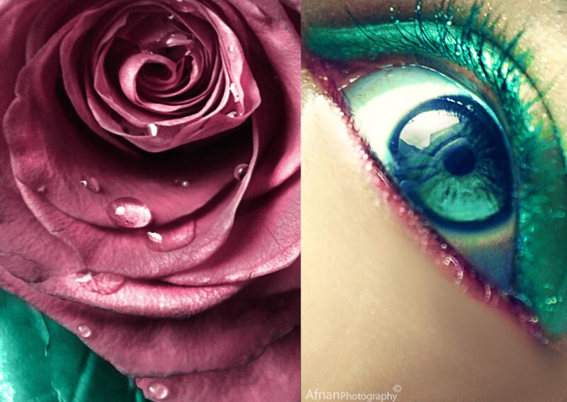 Close-up of a Rose and an Eye
