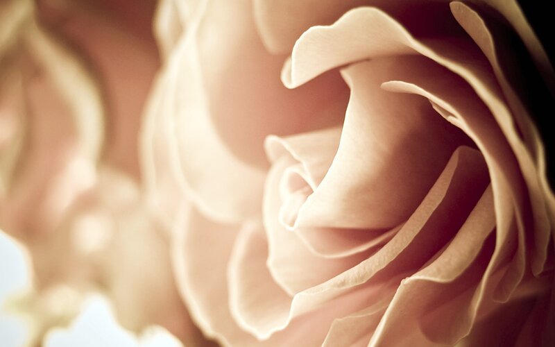 Close-up of a Rose — Beige, Serene
