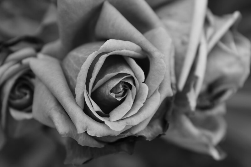 Close-up of a Rose — Black, Calm