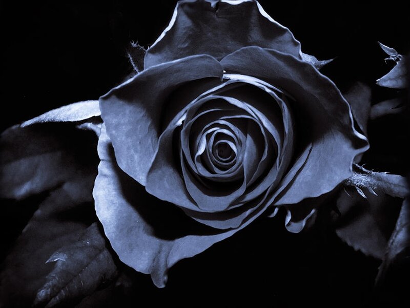 Close-up of a Rose — Black, Dramatic, Night