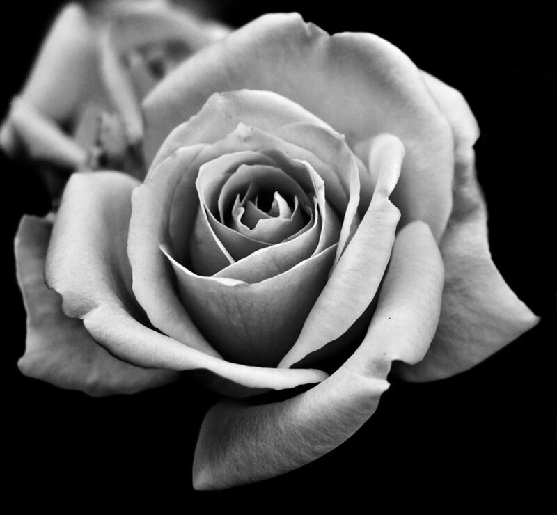 Close-up of a Rose — Black, Dramatic, Photograph, Petals, Black Background