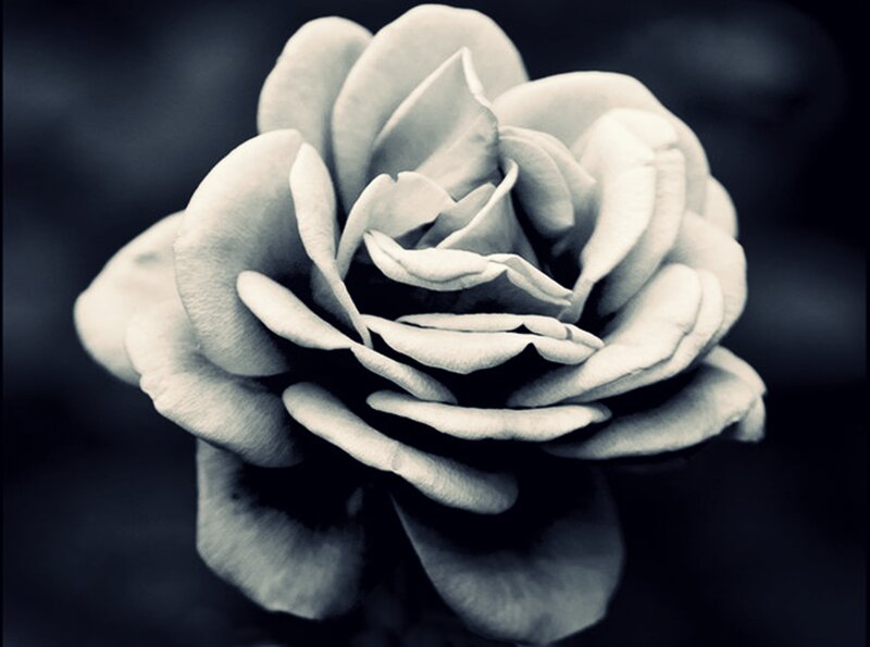 Close-up of a Rose — Black, Dramatic, Photograph