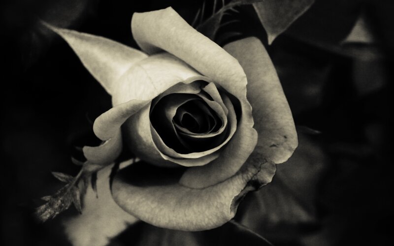 Close-up of a Rose — Black, Dramatic