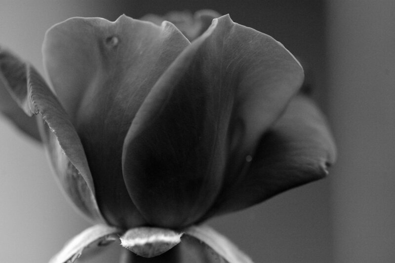 Close-up of a Rose — Black, Serene, Photograph, Flower