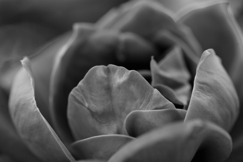 Close-up of a Rose — Black, Serene, Photograph