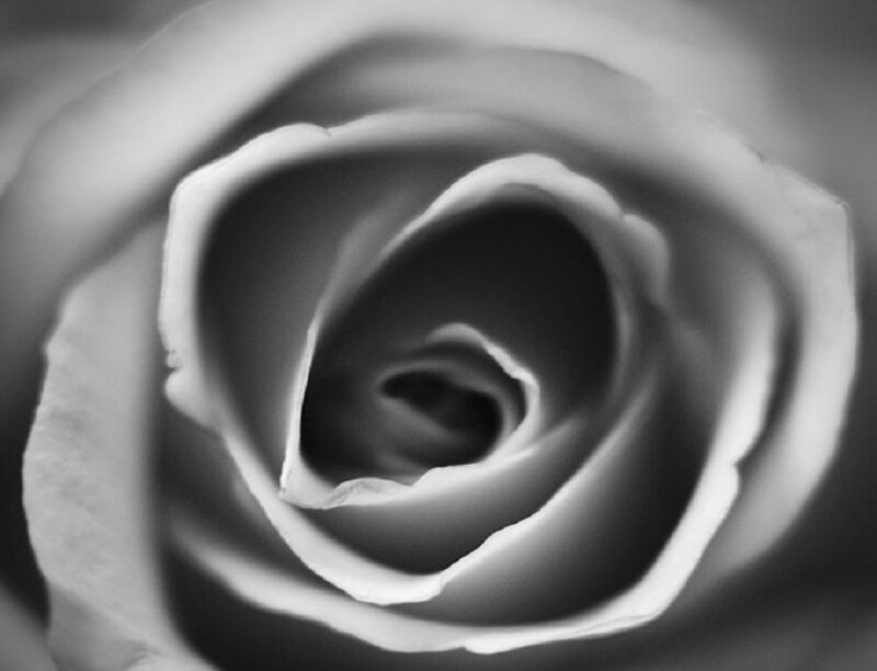 Close-up of a Rose — Black, Serene