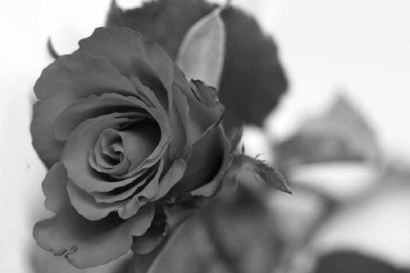 Close-up of a Rose — Black