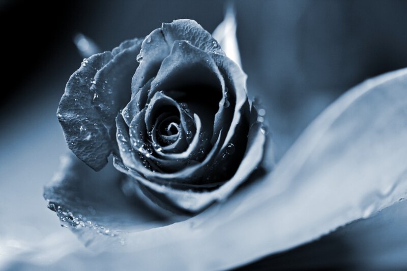 Close-up of a Rose — Blue, Dramatic, Photograph