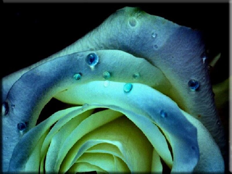 Close-up of a Rose — Blue, Dramatic