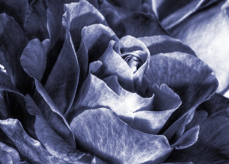 Close-up of a Rose — Blue, Serene, Photograph