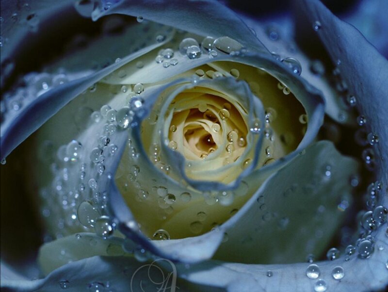 Close-up of a Rose — Blue, Serene