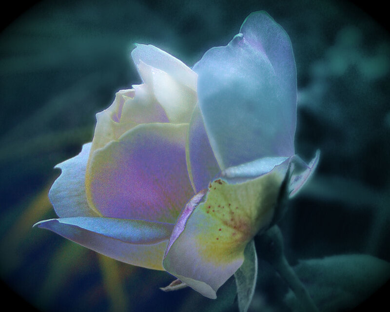 Close-up of a Rose — Blue
