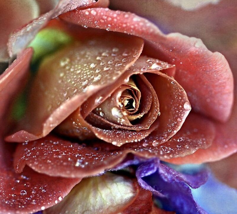 Close-up of a Rose — Brown, Calm