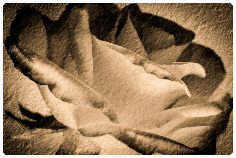Close-up of a Rose — Brown, Dramatic