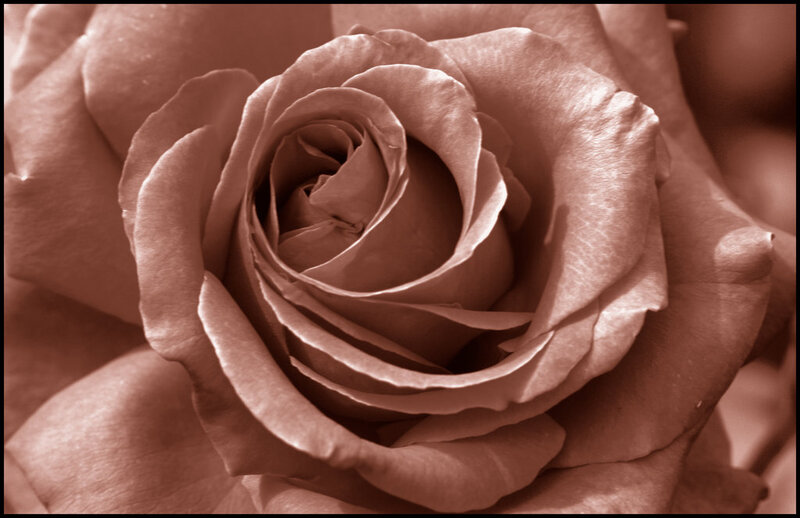 Close-up of a Rose — Brown