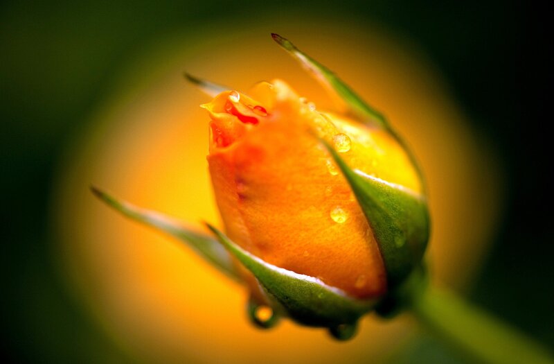 Close-up of a rose bud