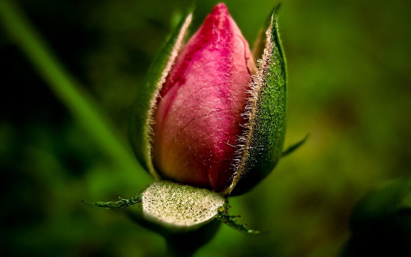 close-up of a rose bud