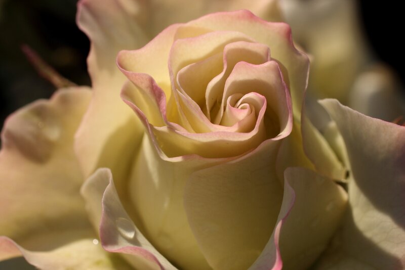 Close-up of a Rose — Cream
