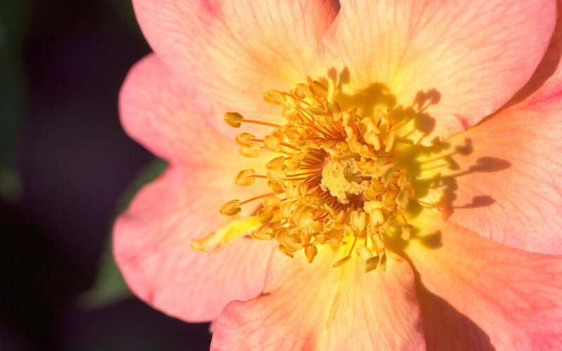 Close-up of a Rose Flower — Pink