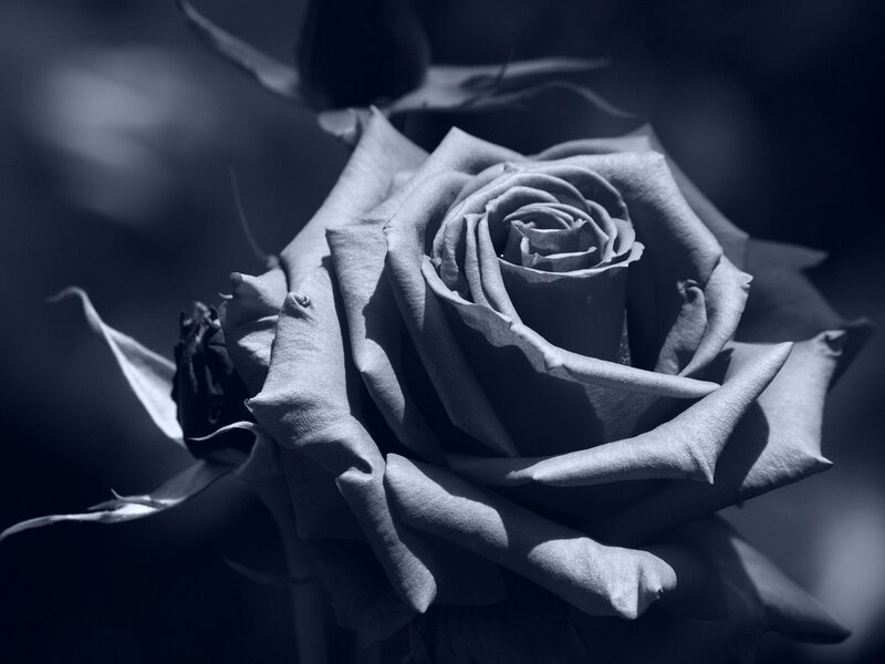 Close-up of a Rose — Gray, Dramatic