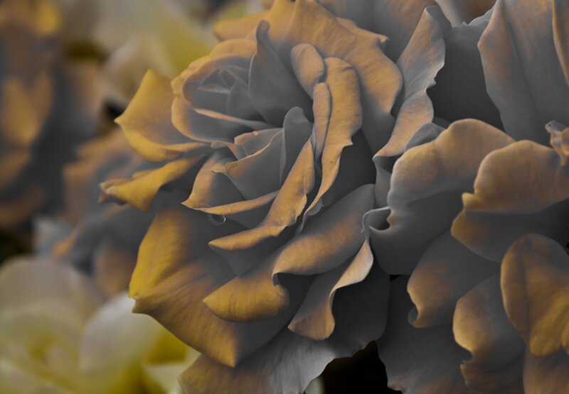 Close-up of a Rose — Gray