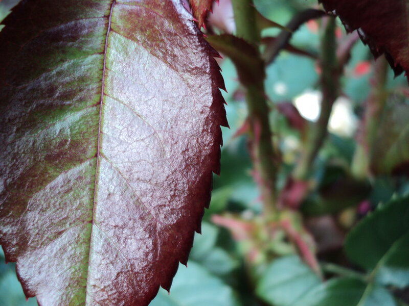 close-up of a rose leaf