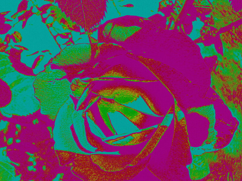 Close-up of a Rose — Magenta
