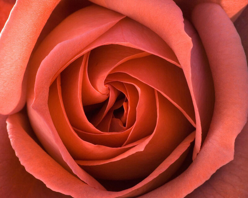 Close-up of a Rose — Orange, Calm, Photograph, Petals