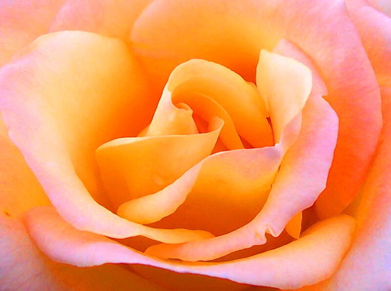 Close-up of a Rose — Orange, Calm, Photograph