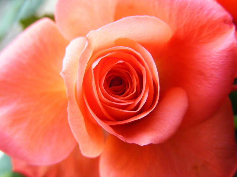 Close-up of a Rose — Orange, Calm