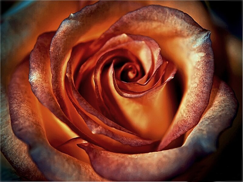 Close-up of a Rose — Orange, Dramatic