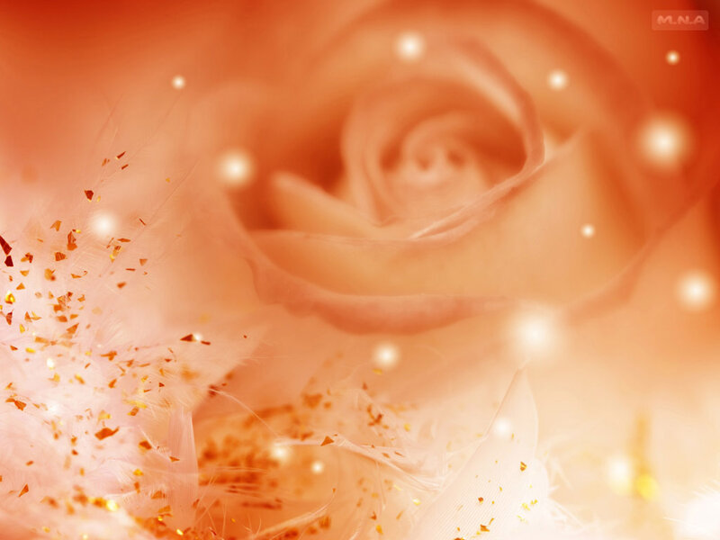Close-up of a Rose — Orange, Dreamy